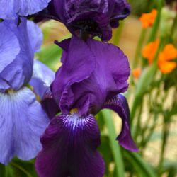 Iris Sable