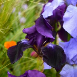 Iris Sable