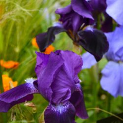 Iris Sable