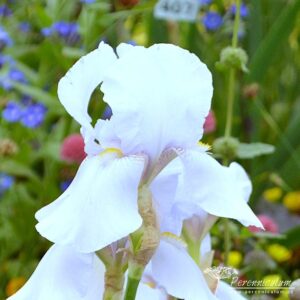 Iris White City