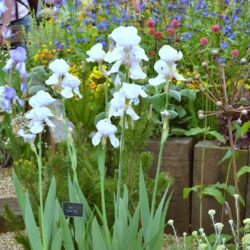 Iris White City