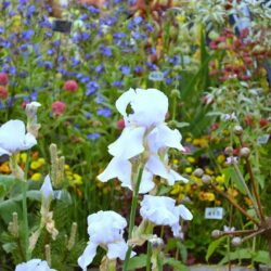 Iris White City