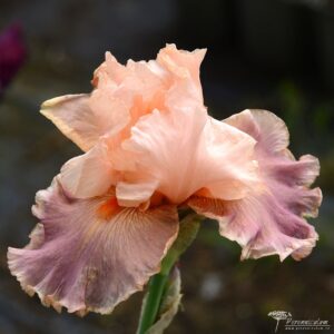 Iris Zosia