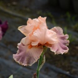 Iris Zosia