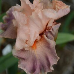Iris Zosia