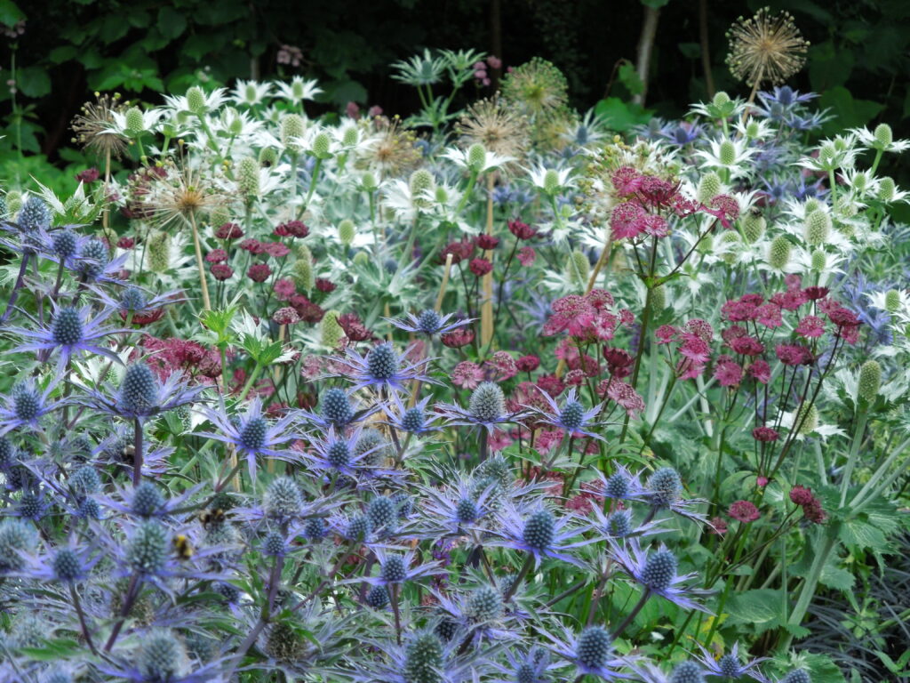 Jak kombinovat barvy v trvalkovém záhonu? 11 stejna struktura ruzna barva Astrantia Claret Eryngium zabelii a E. Silver Ghost